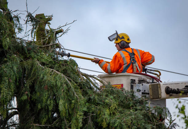 Troy, PA Tree Care Company