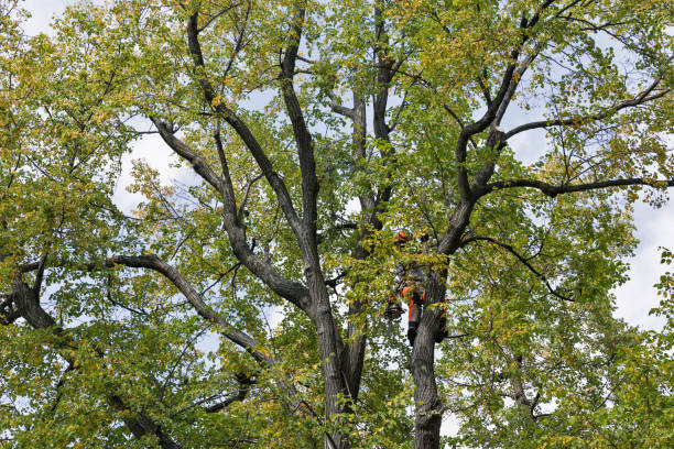 Best Hazardous Tree Removal  in Troy, PA